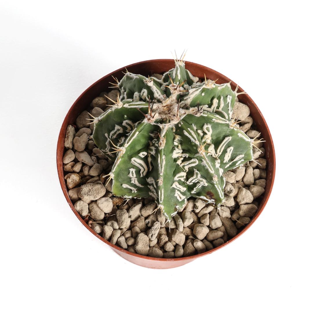 Astrophytum ornatum fukuryu haku-jo hybrid Ø 10,5 cm