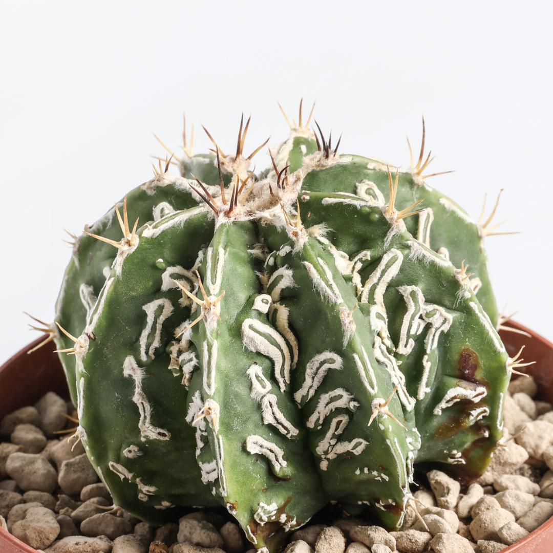 Astrophytum ornatum fukuryu haku-jo hybrid Ø 10,5 cm