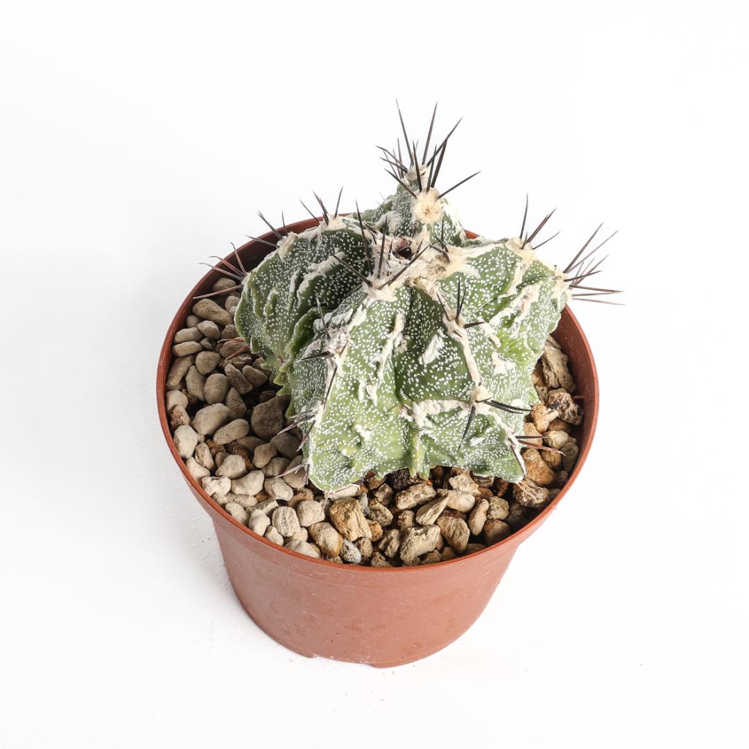 Astrophytum ornatum fukuryu haku-jo hybrid Ø 10,5 cm