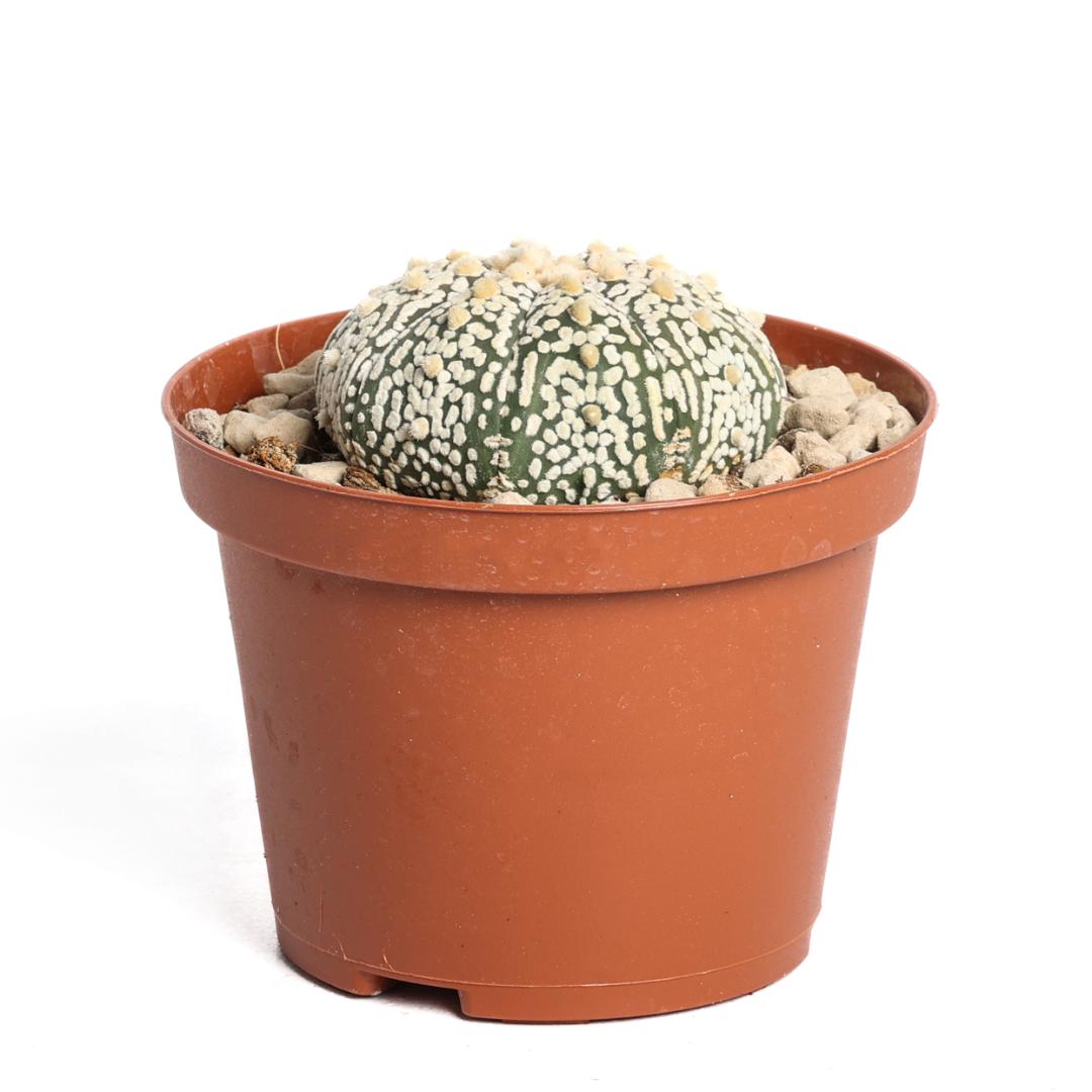 Astrophytum asterias hybrid Ø 10,5 cm