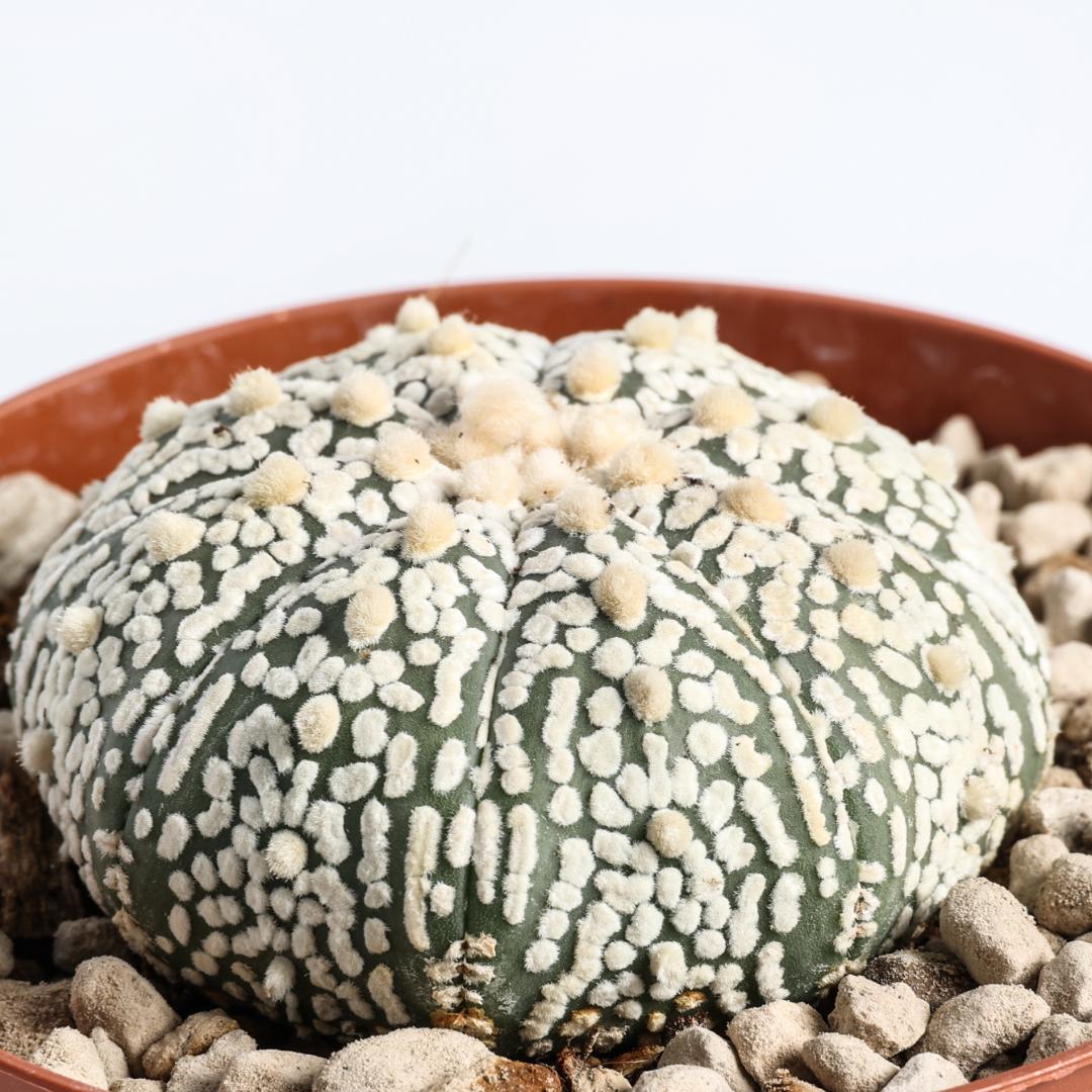 Astrophytum asterias hybrid Ø 10,5 cm