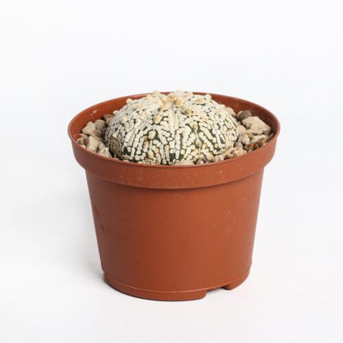 Astrophytum asterias hybrid Ø 10,5 cm