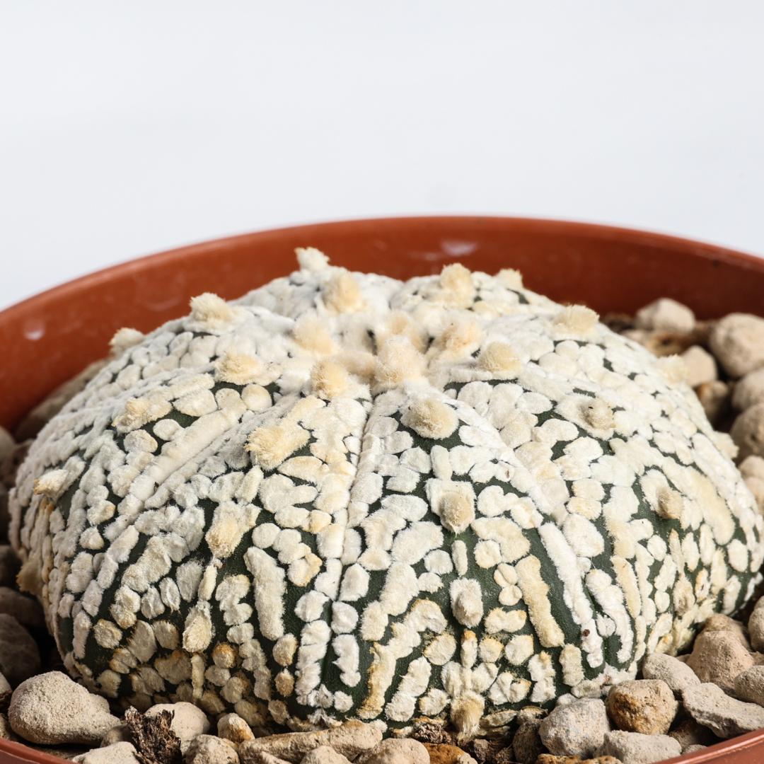 Astrophytum asterias hybrid Ø 10,5 cm