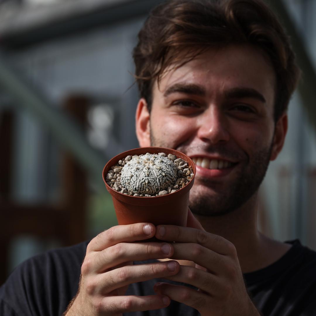 Astrophytum asterias hybrid Ø 10,5 cm