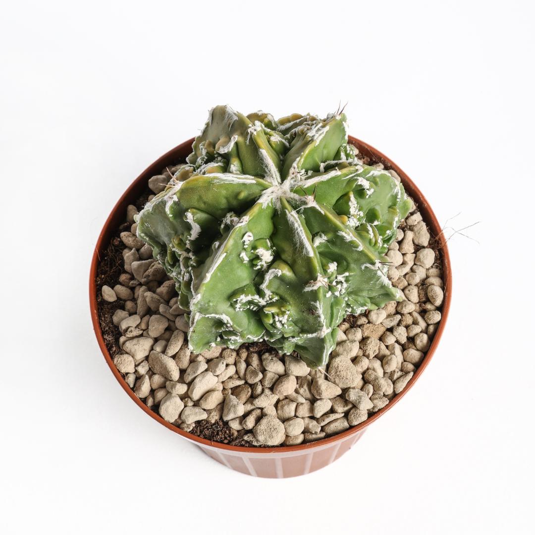 Astrophytum ornatum fukuryu hybrid Ø 12 cm