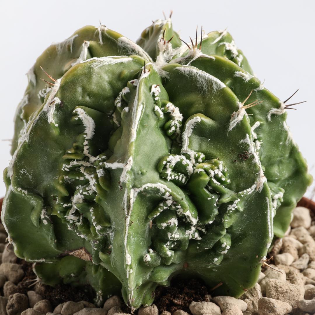 Astrophytum ornatum fukuryu hybrid Ø 12 cm