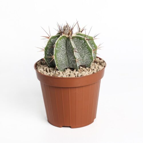 Astrophytum ornatum akoun Ø 12 cm