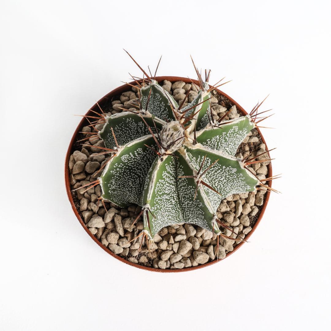 Astrophytum ornatum akoun Ø 12 cm