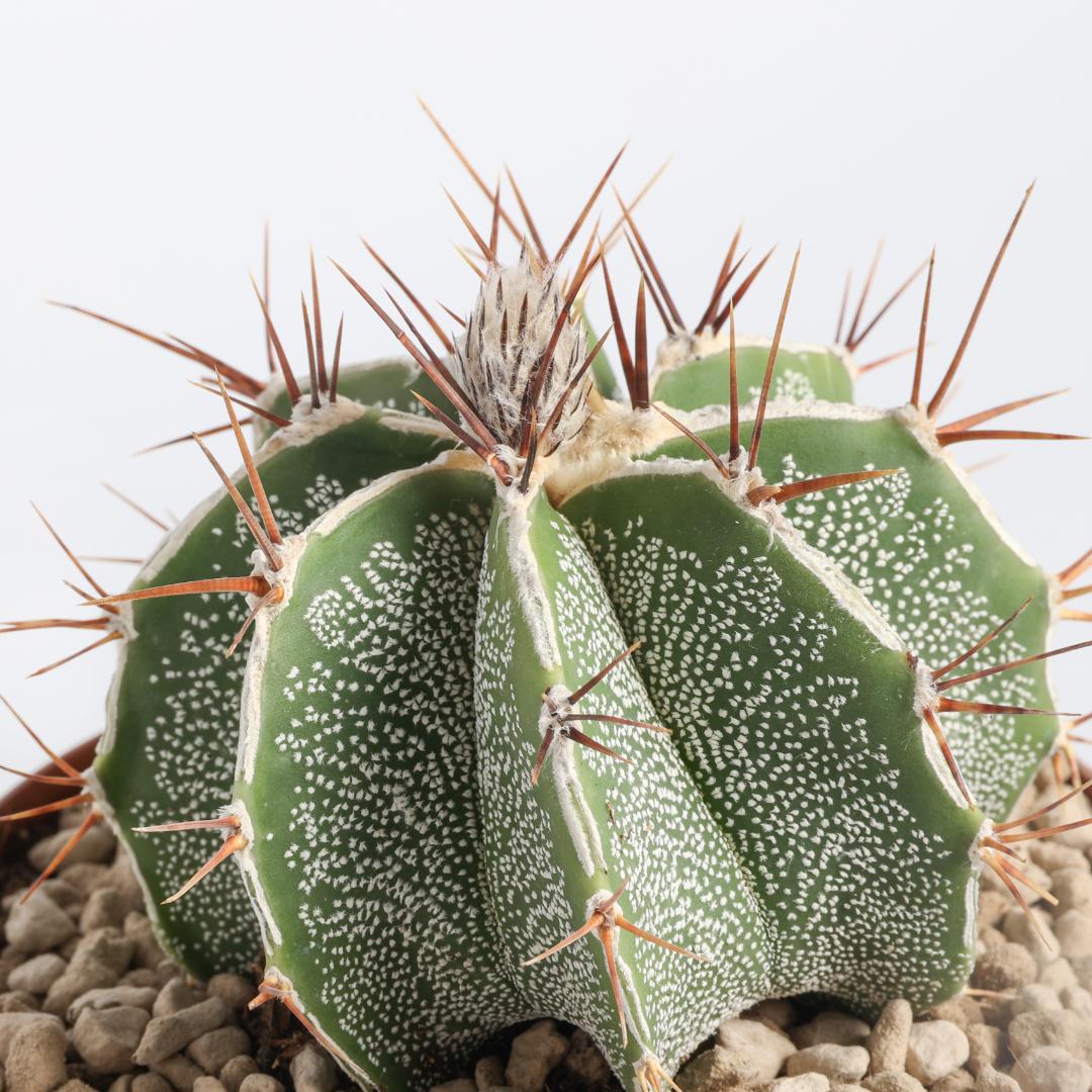 Astrophytum ornatum akoun Ø 12 cm