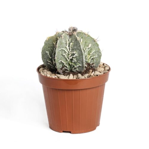 Astrophytum ornatum fukuryu hybrid Ø 12 cm