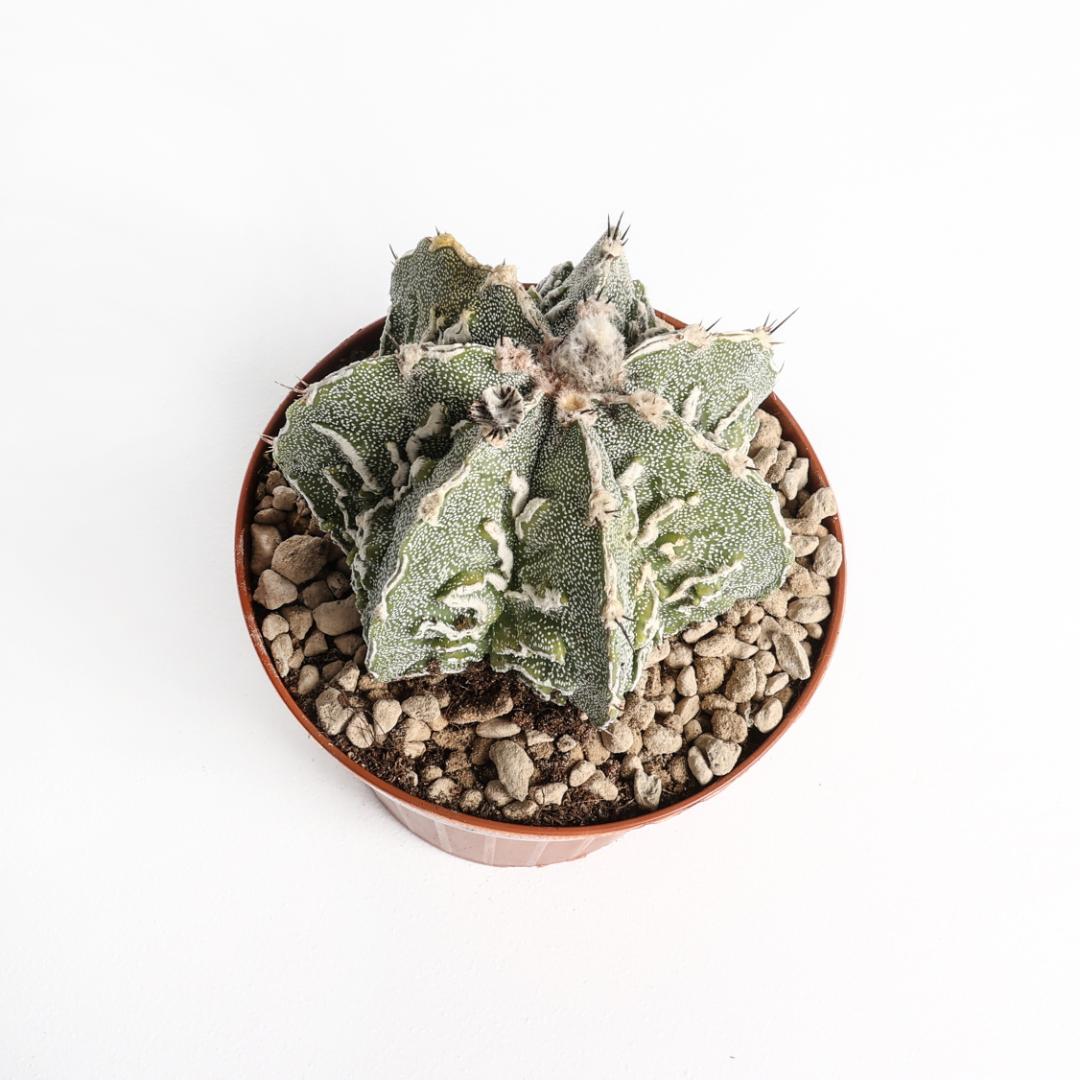 Astrophytum ornatum fukuryu hybrid Ø 12 cm