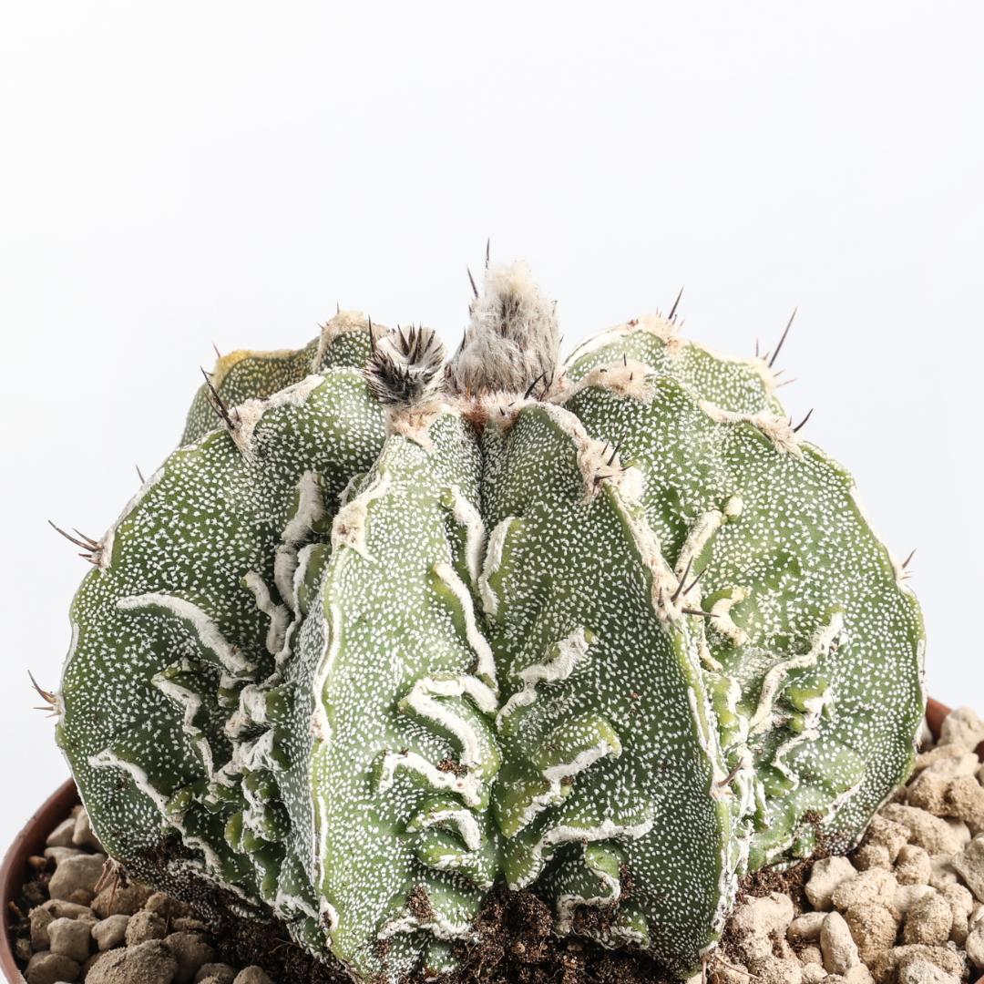 Astrophytum ornatum fukuryu hybrid Ø 12 cm