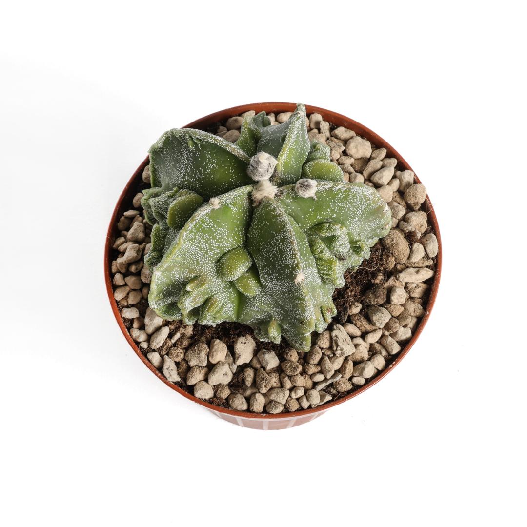 Astrophytum myriostigma fukuryu hybrid Ø 12 cm