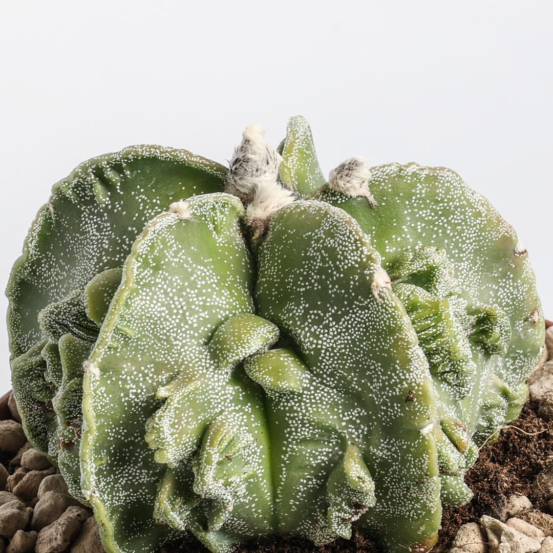 Astrophytum myriostigma fukuryu hybrid Ø 12 cm