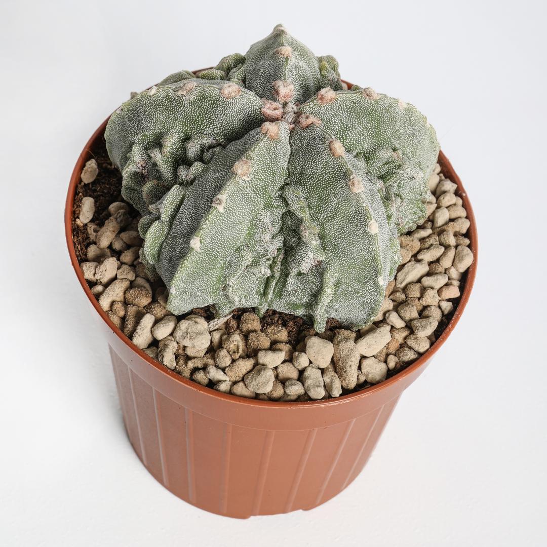 Astrophytum myriostigma fukuryu hybrid Ø 12 cm