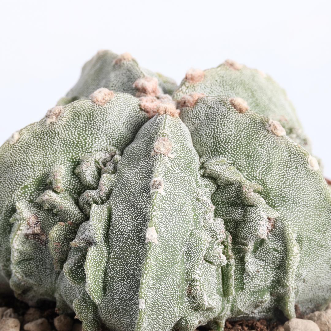 Astrophytum myriostigma fukuryu hybrid Ø 12 cm