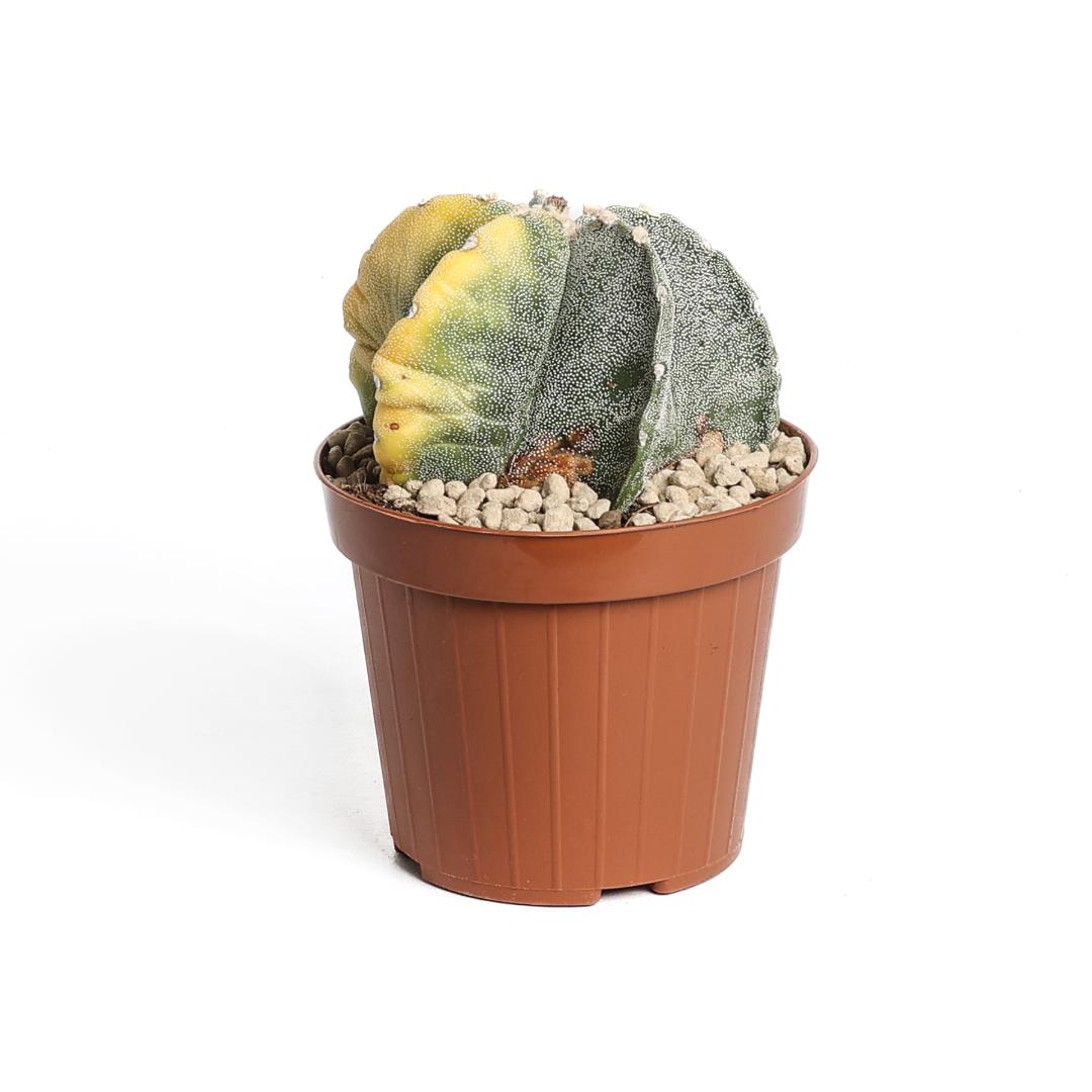 Astrophytum myriostigma variegato Ø 12 cm