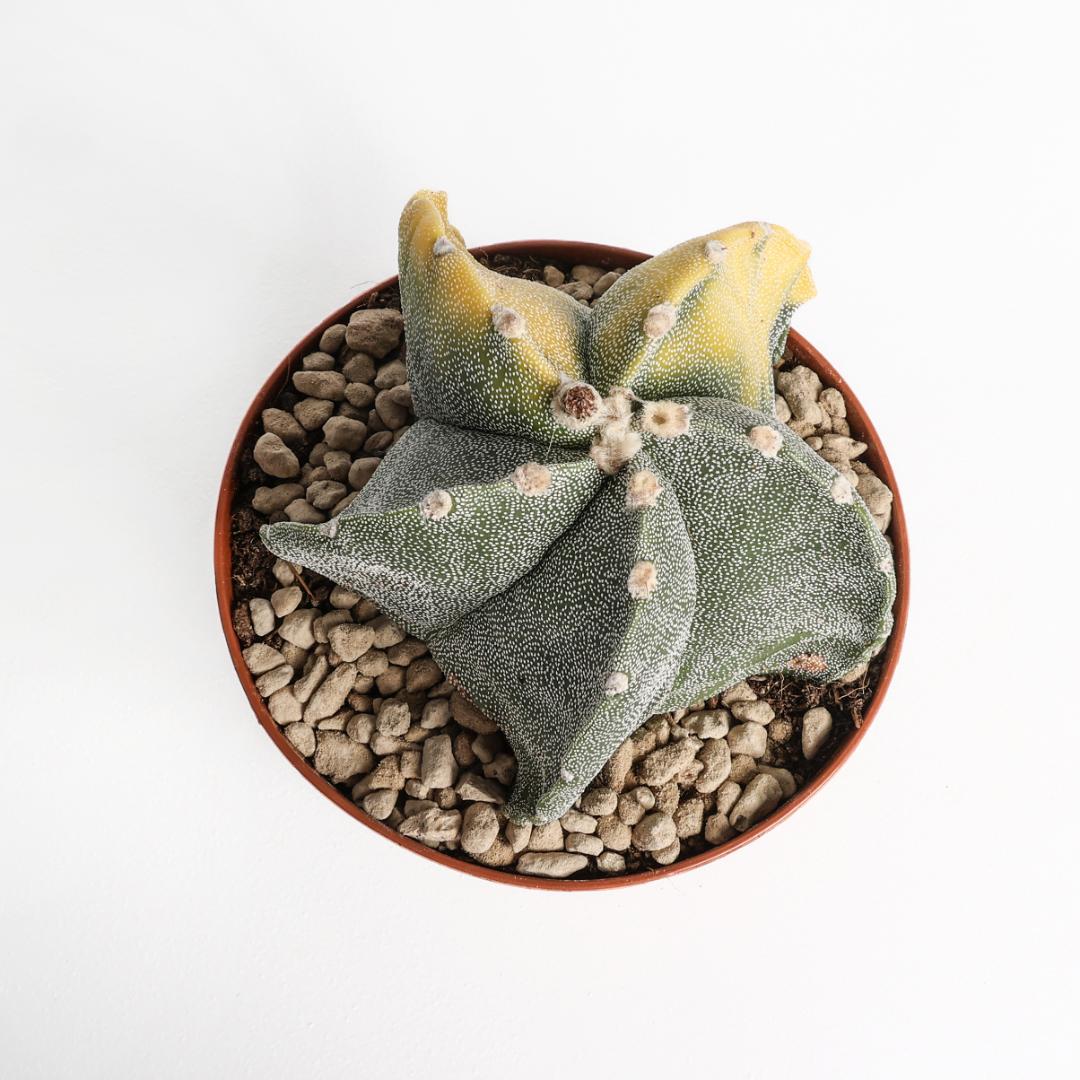 Astrophytum myriostigma variegato Ø 12 cm