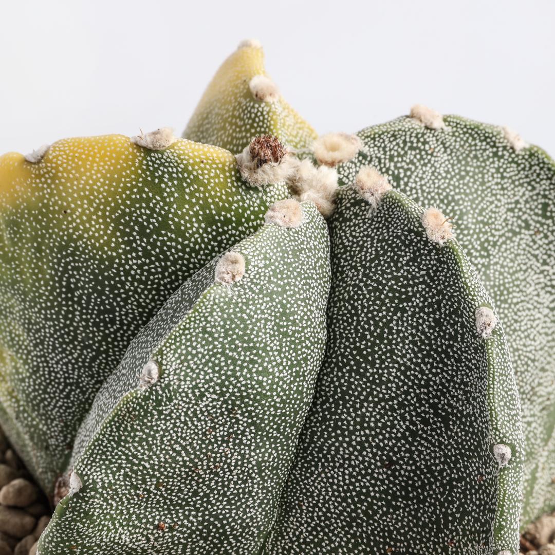 Astrophytum myriostigma variegato Ø 12 cm