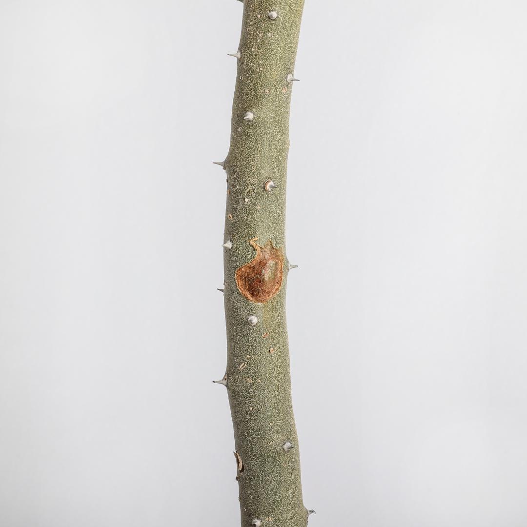 Alluaudia dumosa Ø 12 cm
