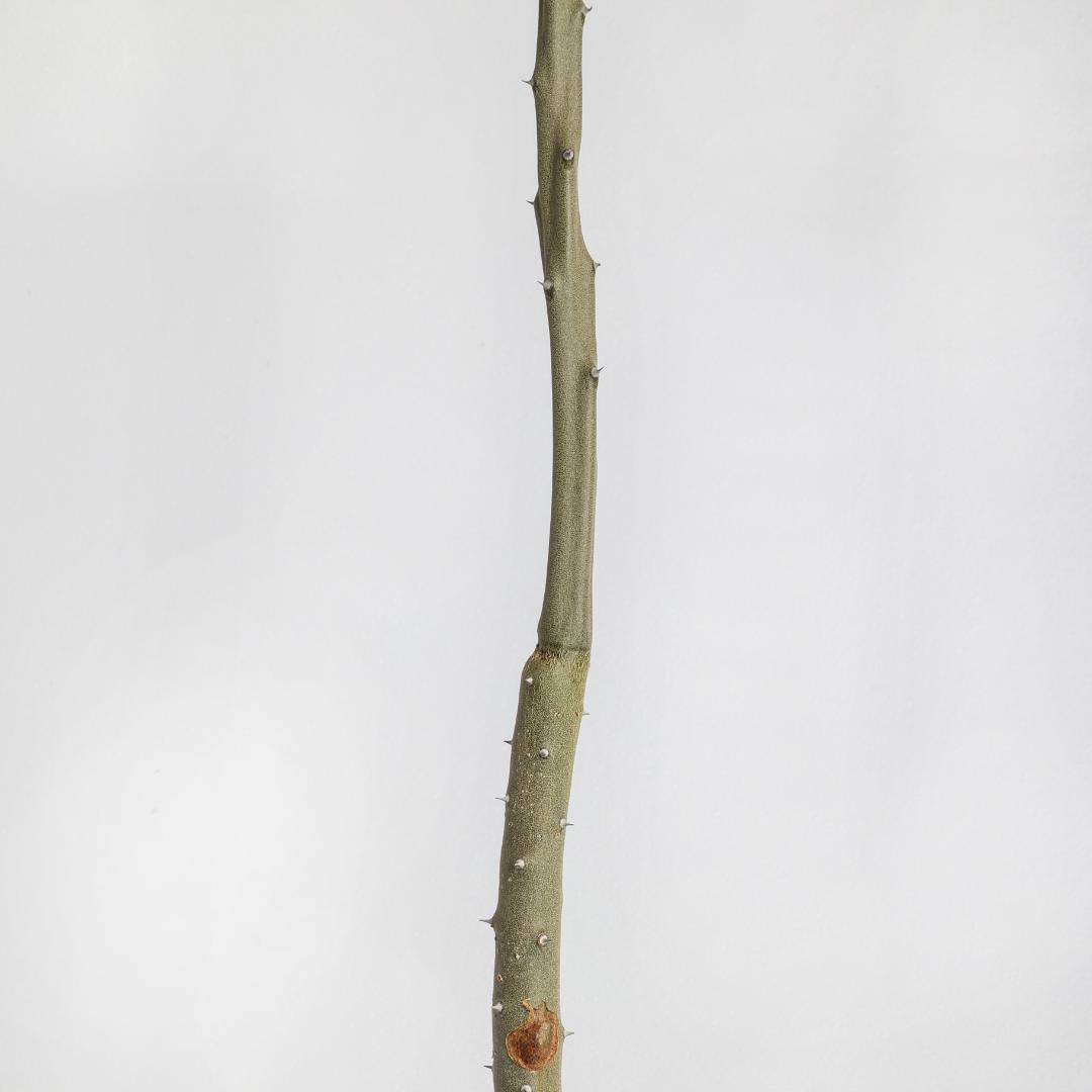 Alluaudia dumosa Ø 12 cm
