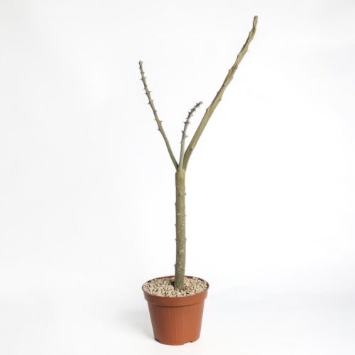 Alluaudia dumosa Ø 12 cm