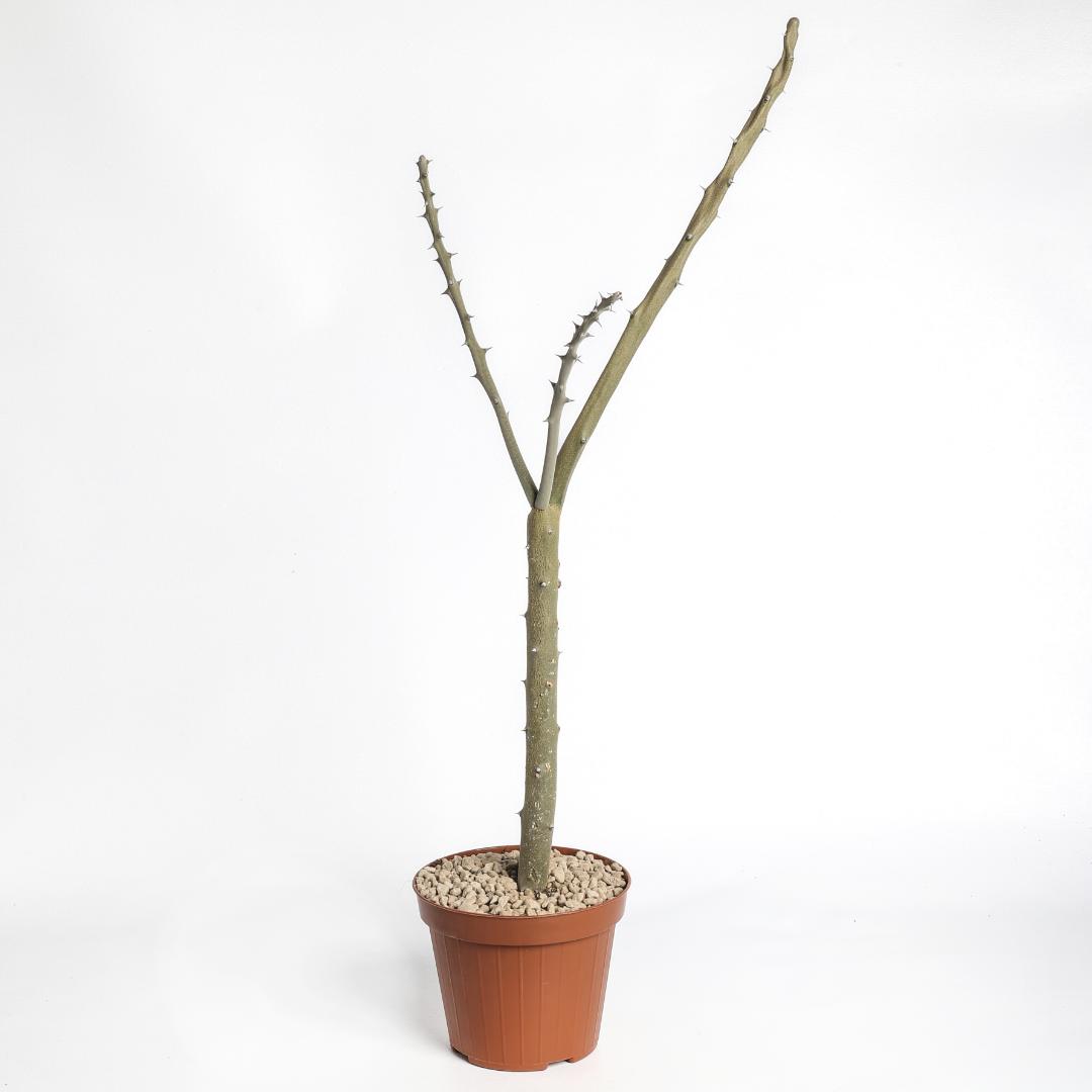 Alluaudia dumosa Ø 12 cm