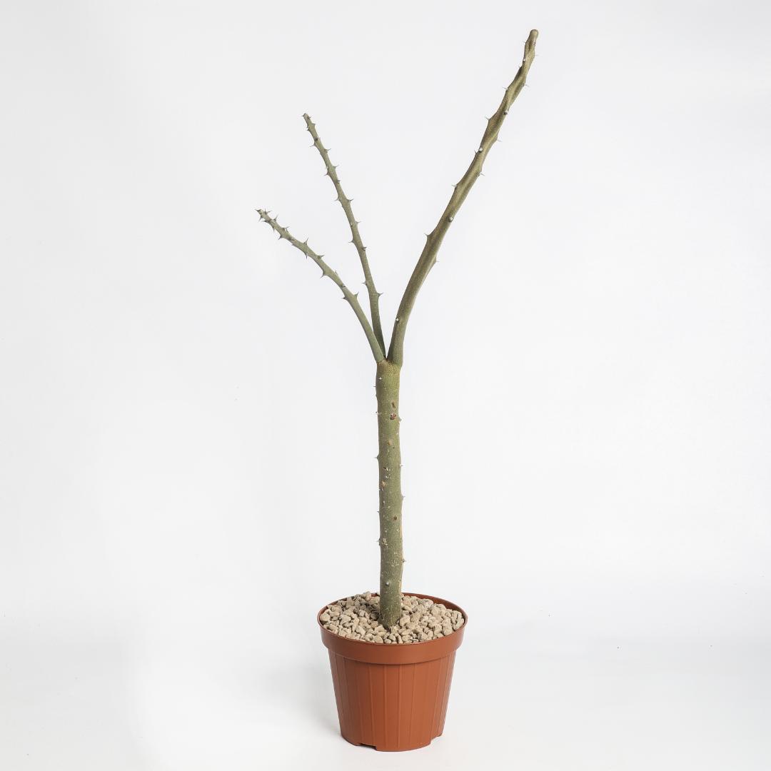 Alluaudia dumosa Ø 12 cm