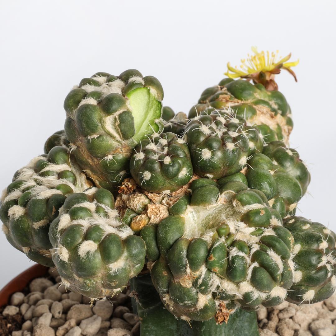 Cintia knuti Ø 12 cm
