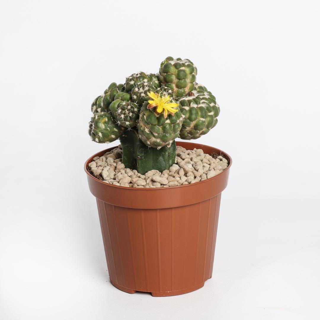Cintia knuti Ø 12 cm