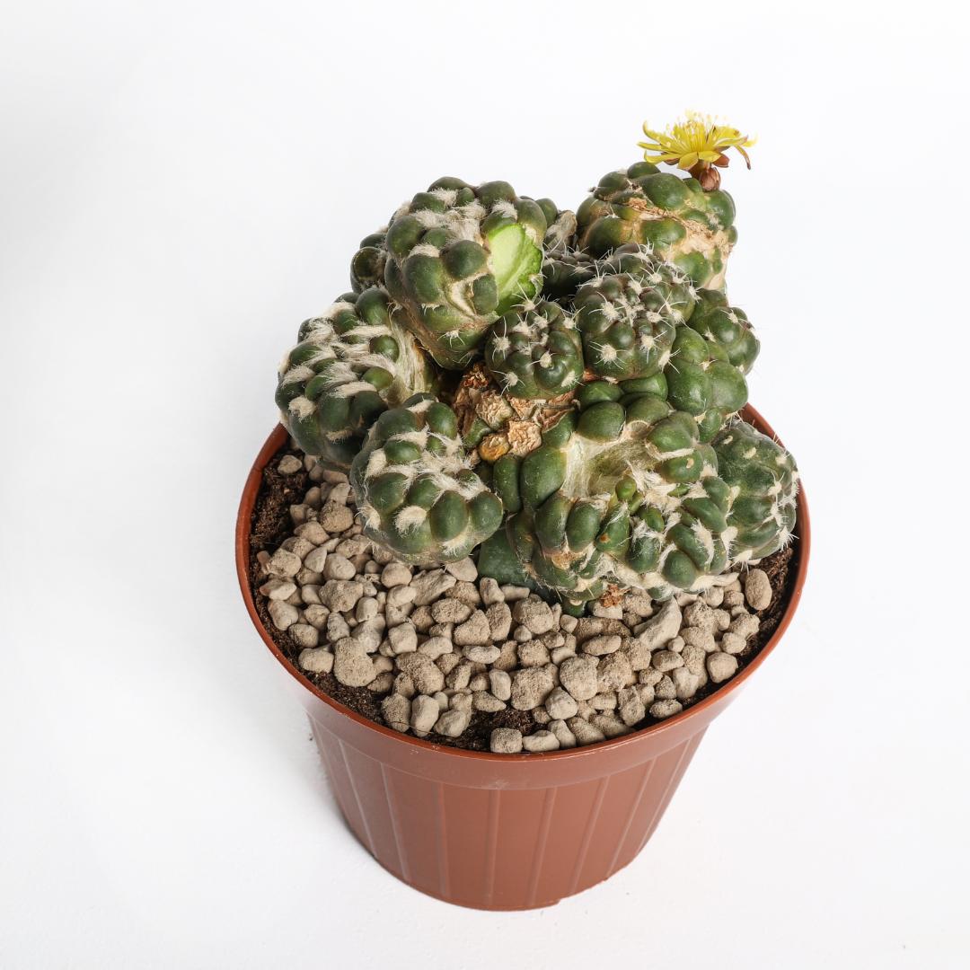 Cintia knuti Ø 12 cm