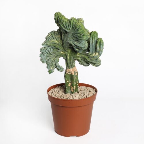 Myrtillocactus geometrizans crestato variegato Ø 14 cm
