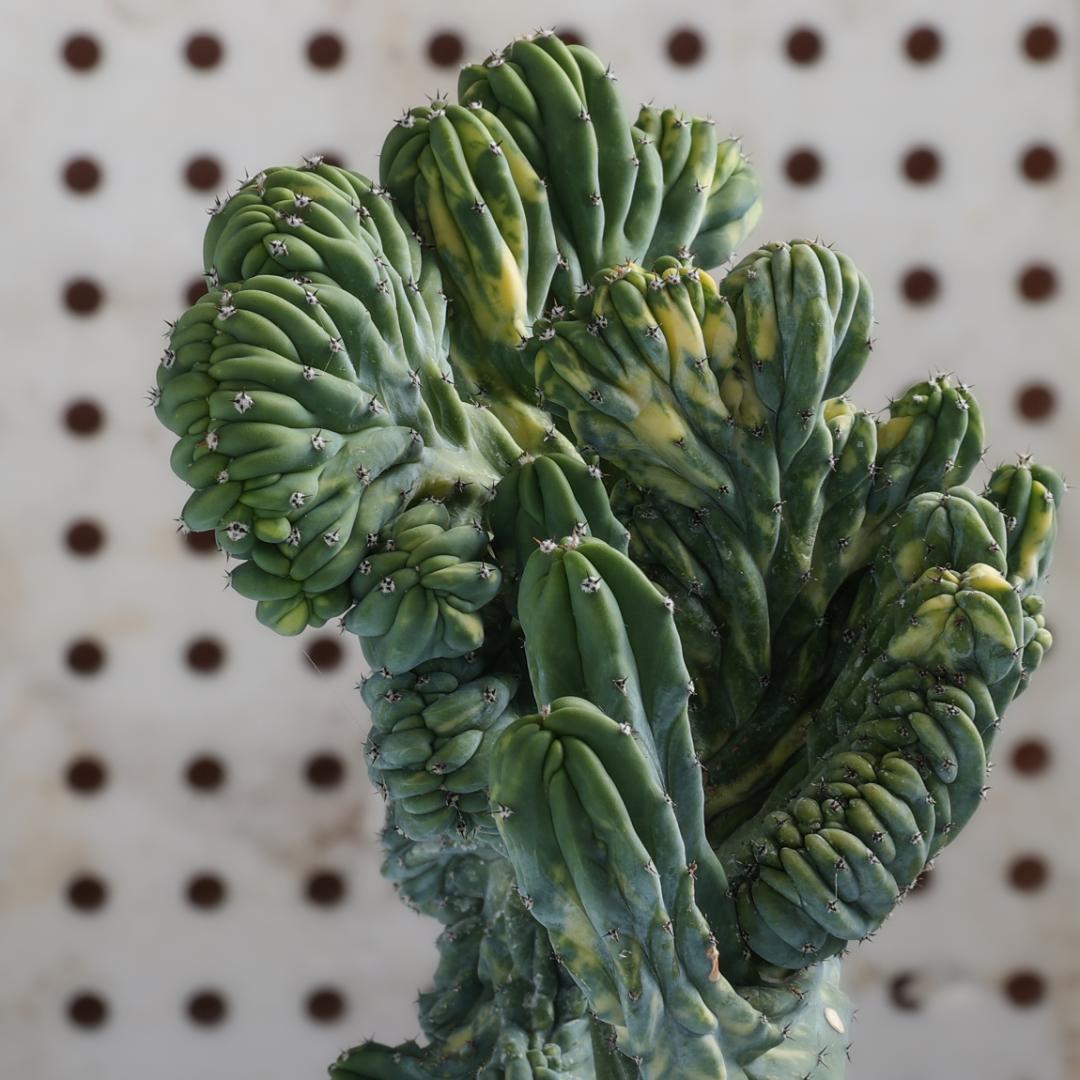 Myrtillocactus geometrizans crestato variegato Ø 14 cm