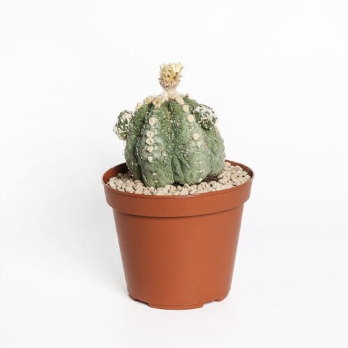 Astrophytum asterias Kikko nudum mostruoso Ø 14 cm
