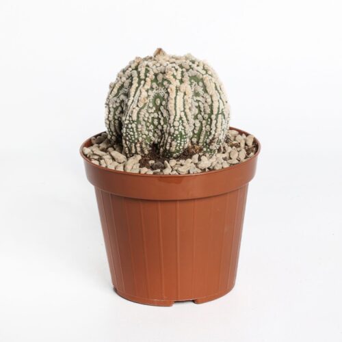 Astrophytum asterias Hanazono Star Shape Ø 12 cm