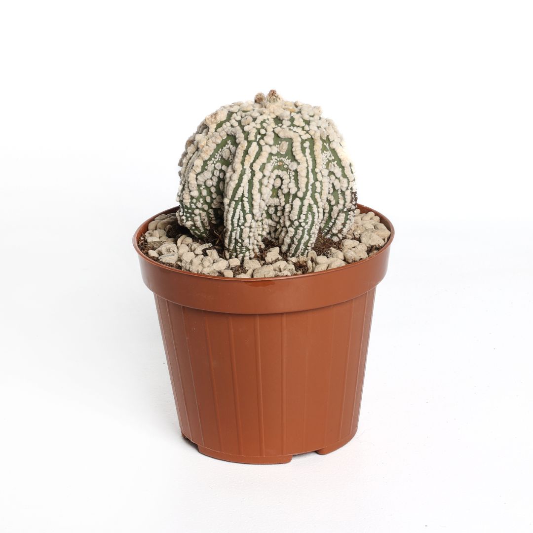 Astrophytum asterias Hanazono Star Shape Ø 12 cm