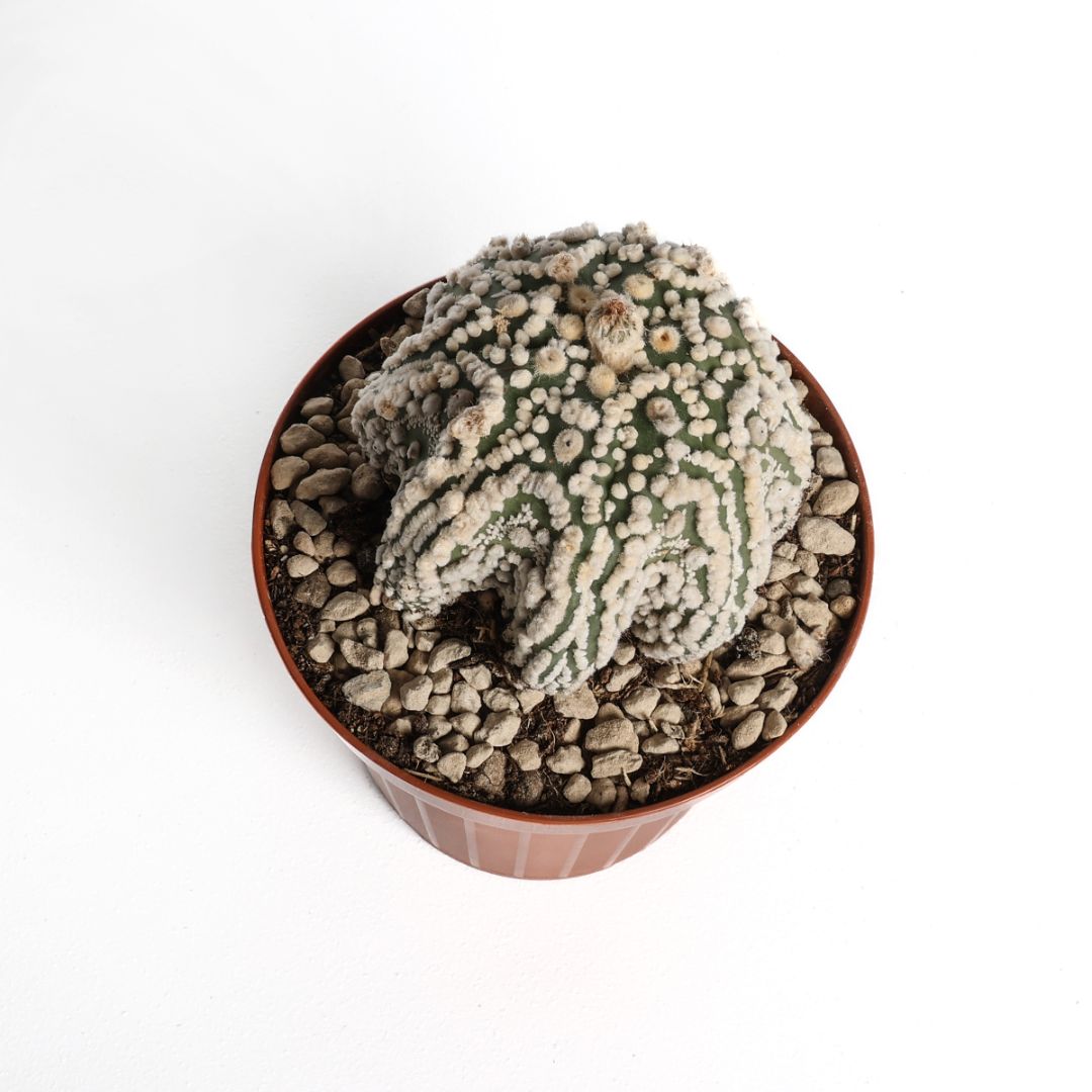 Astrophytum asterias Hanazono Star Shape Ø 12 cm
