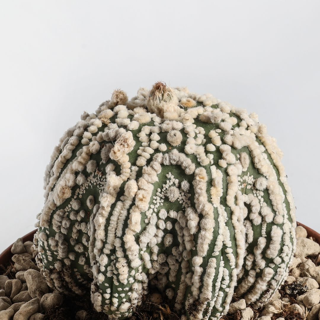 Astrophytum asterias Hanazono Star Shape Ø 12 cm