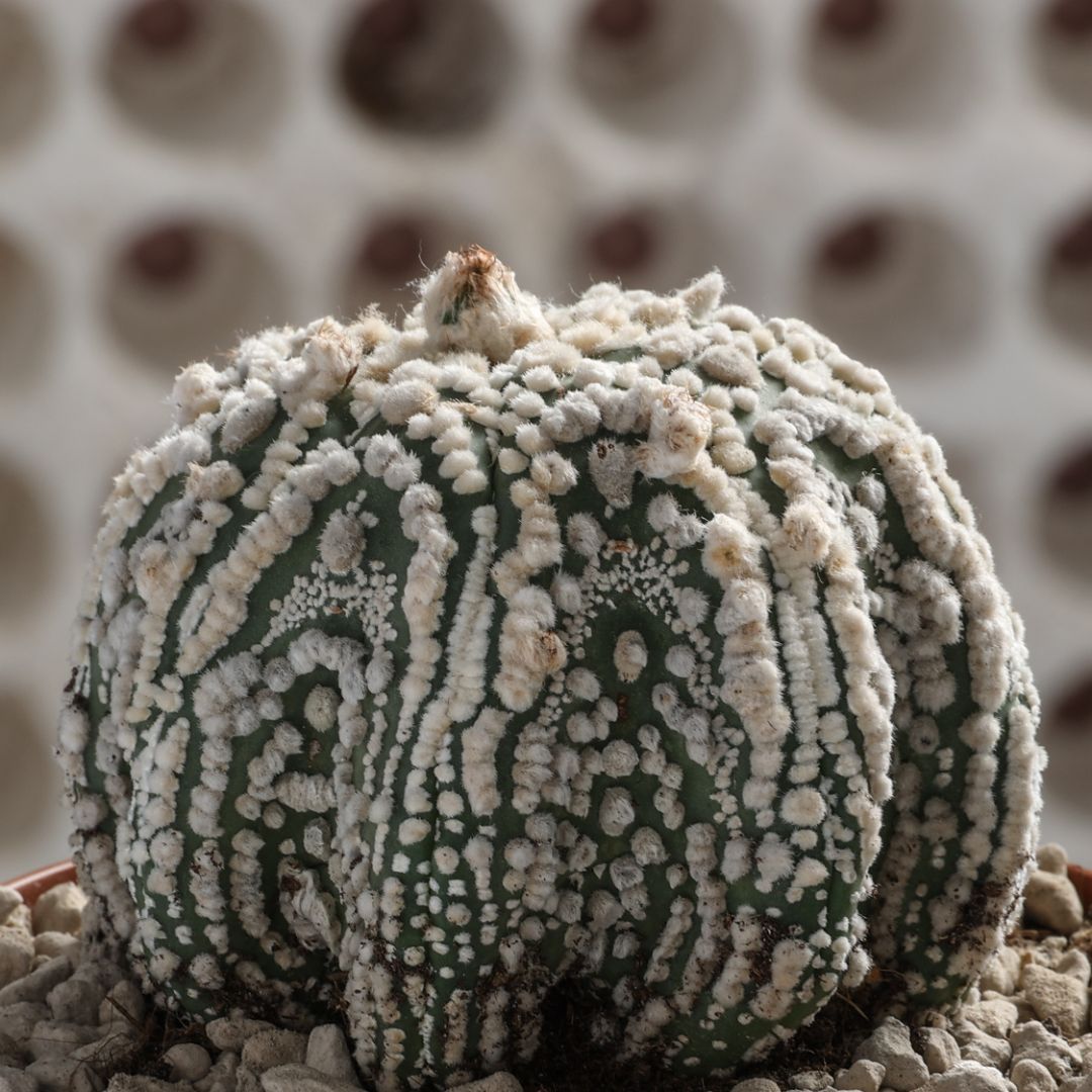 Astrophytum asterias Hanazono Star Shape Ø 12 cm