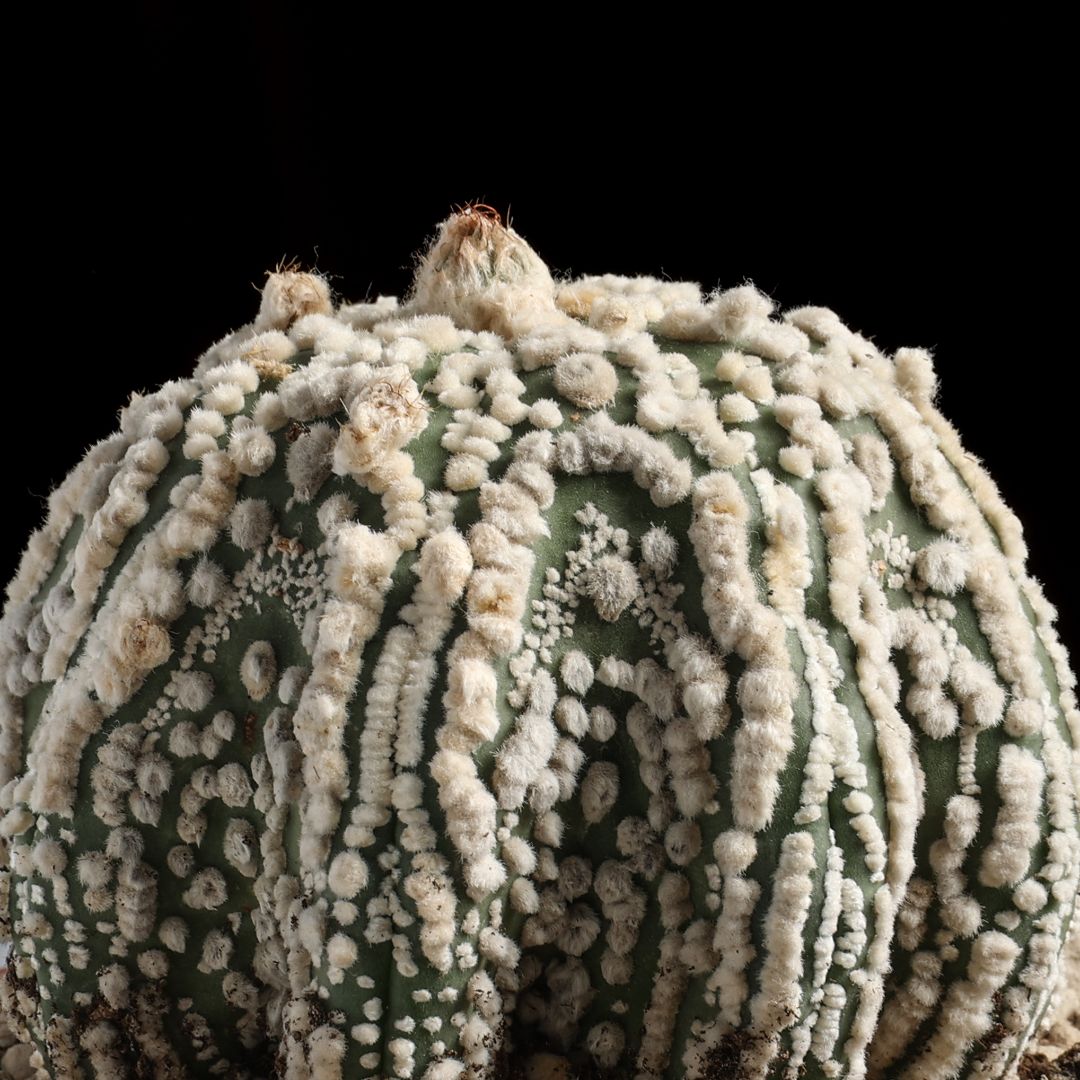 Astrophytum asterias Hanazono Star Shape Ø 12 cm