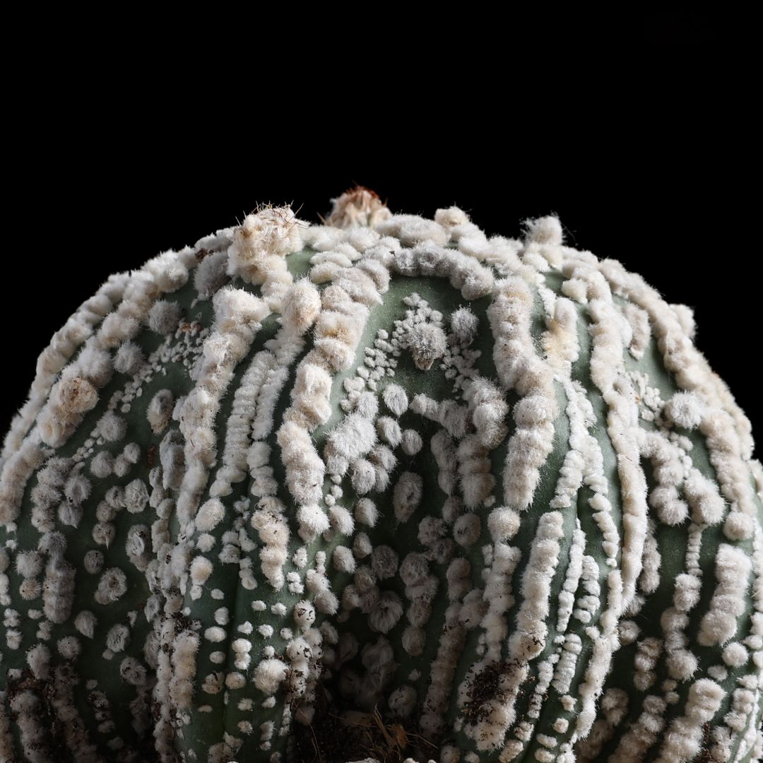 Astrophytum asterias Hanazono Star Shape Ø 12 cm
