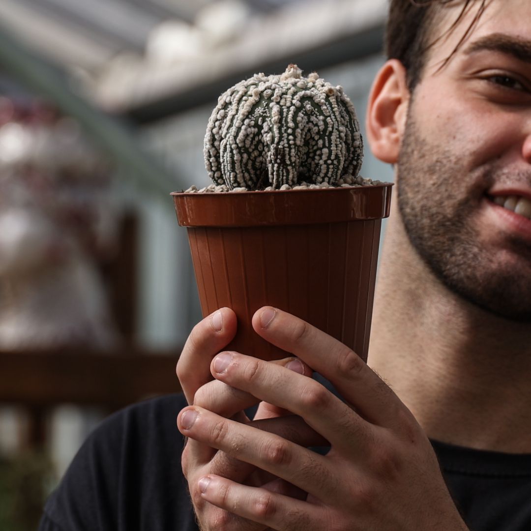 Astrophytum asterias Hanazono Star Shape Ø 12 cm