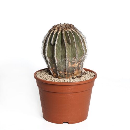 Uebelmannia pectinifera Ø 18 cm