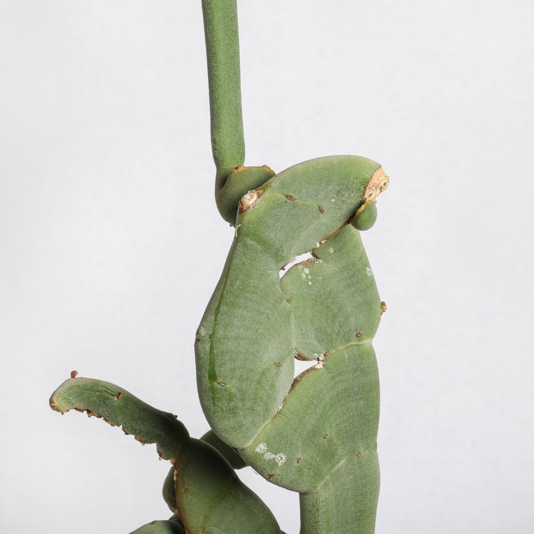 Pedilanthus macrocarpus crestato Ø 18 cm