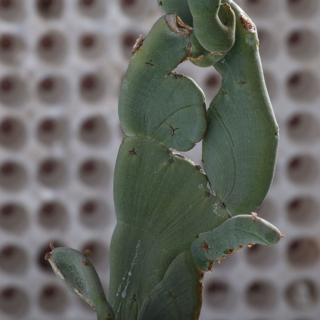 Pedilanthus macrocarpus crestato Ø 18 cm