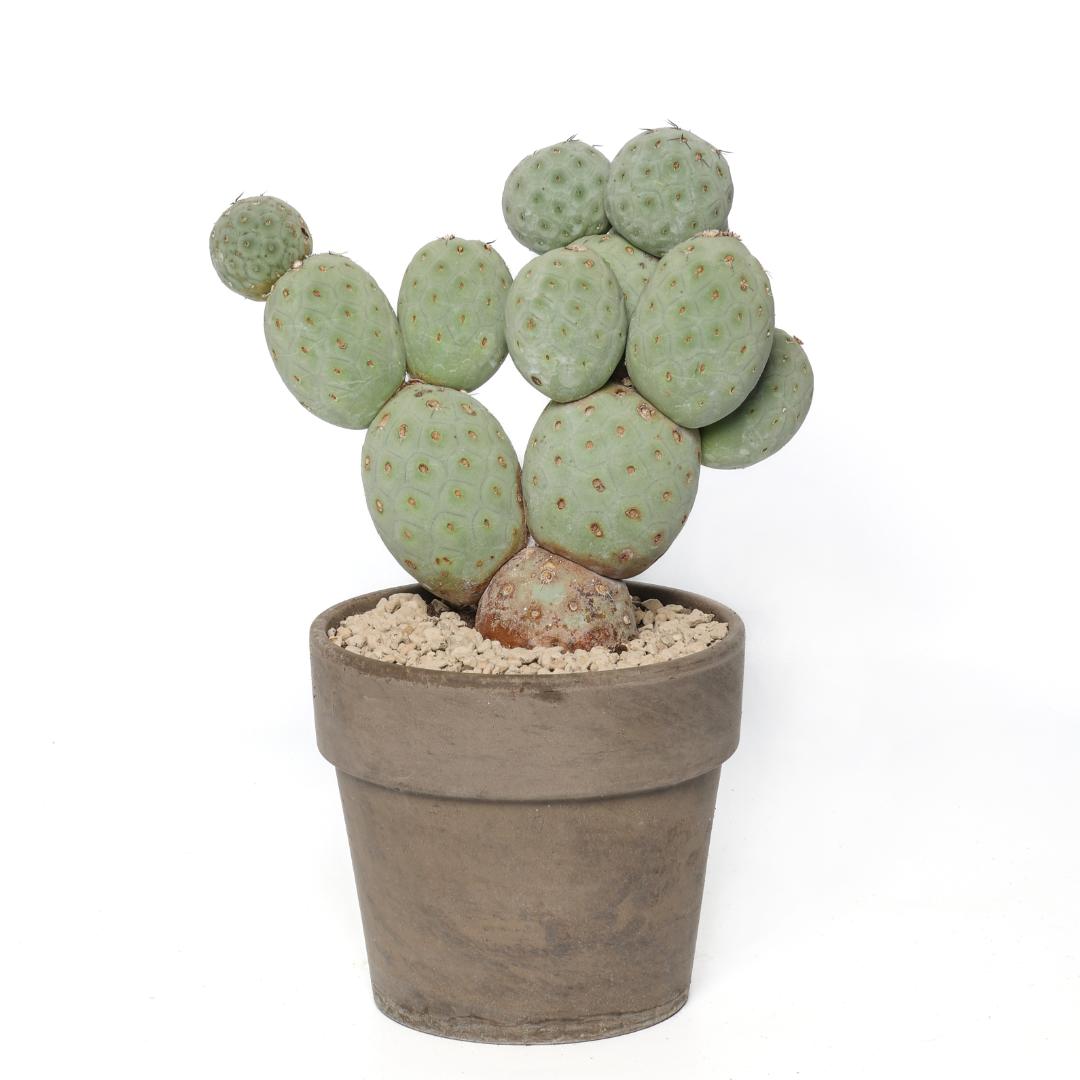 Tephrocactus geometricus "13 palle" Ø 17 cm