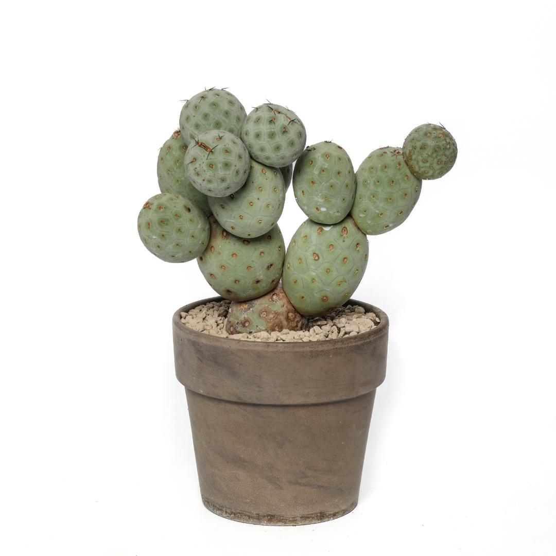 Tephrocactus geometricus "13 palle" Ø 17 cm
