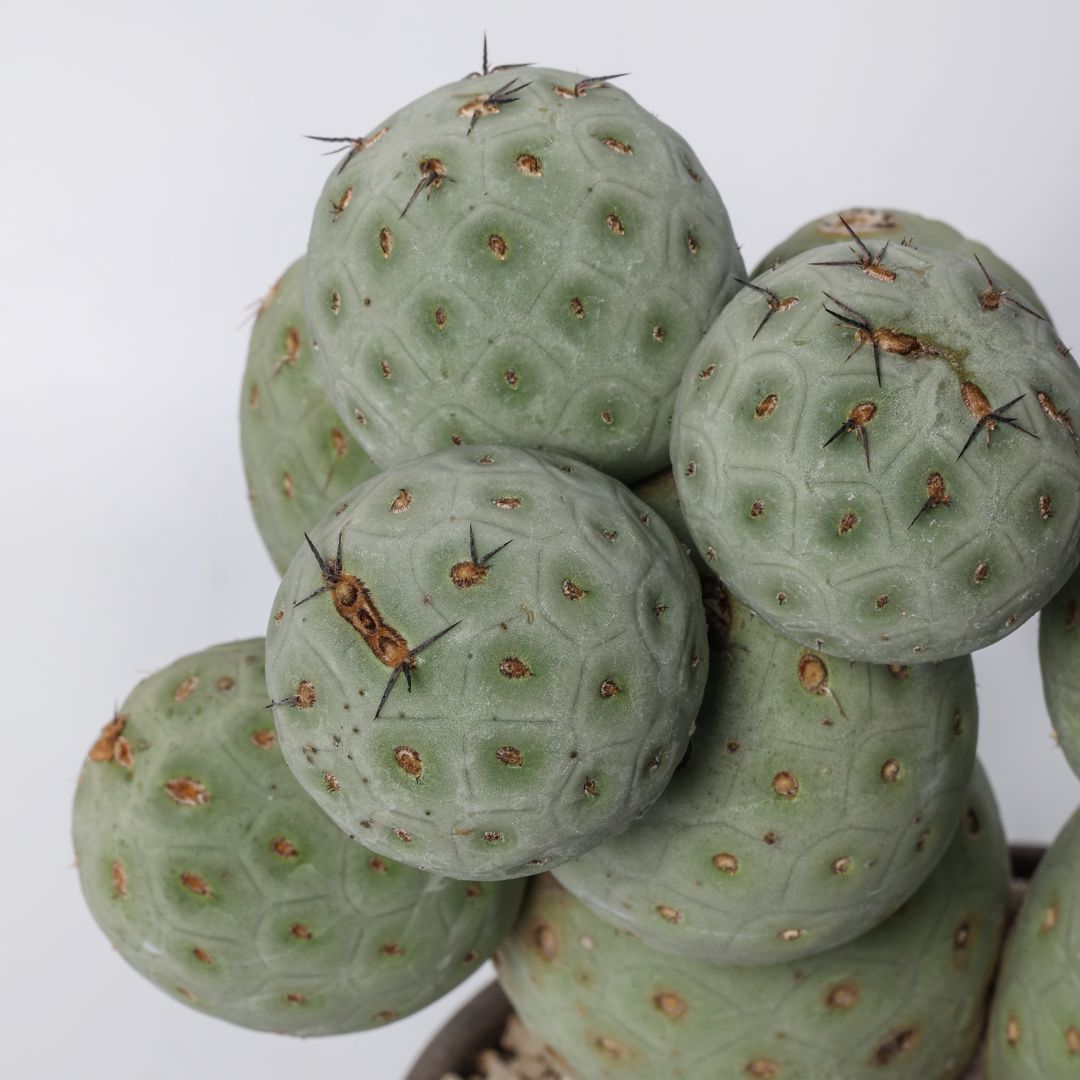 Tephrocactus geometricus "13 palle" Ø 17 cm