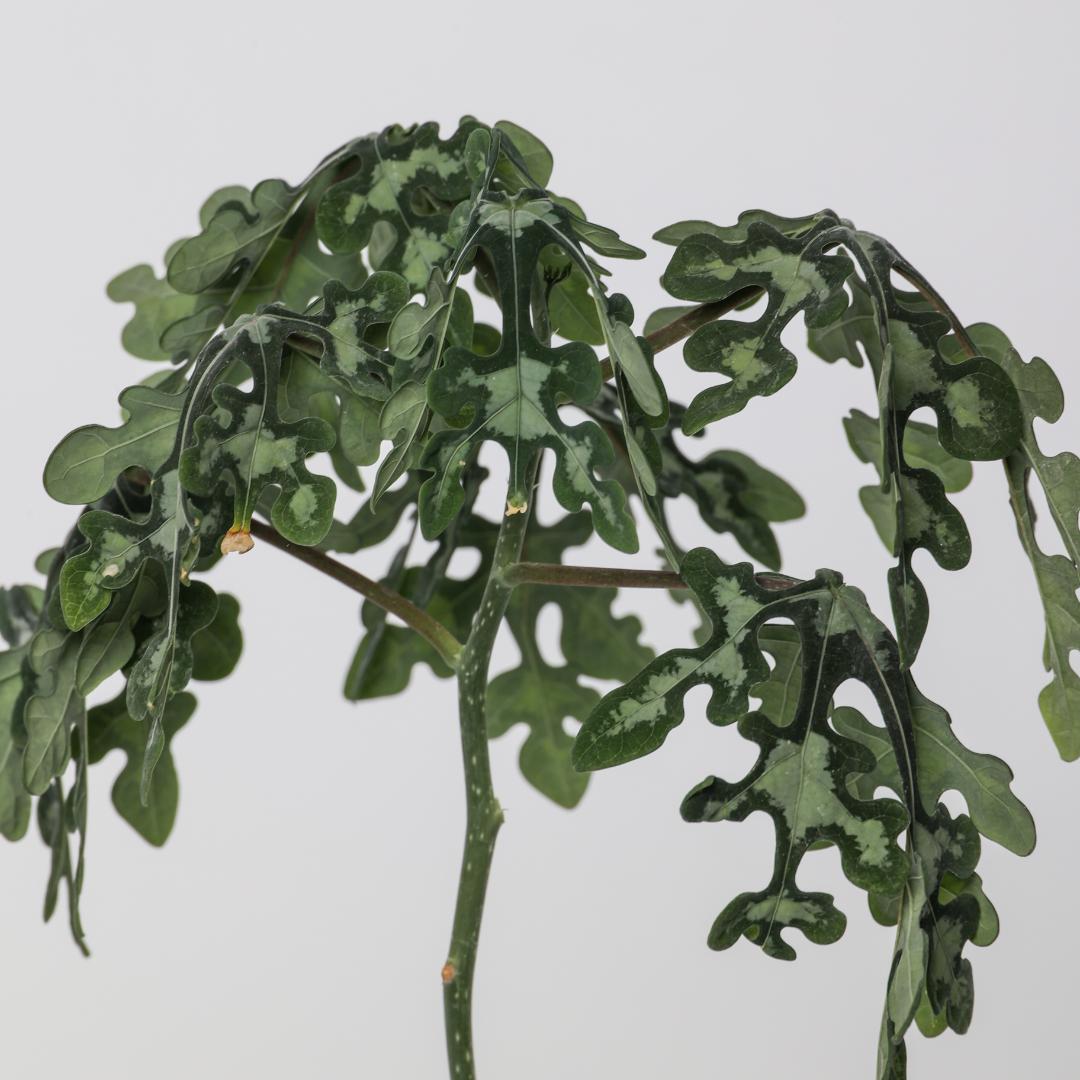 Adenia perrieri