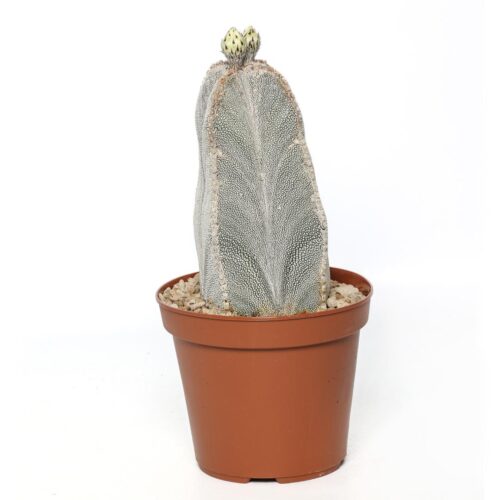 Astrophytum myriostigma onzuka quadricostatum Ø 14 cm